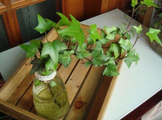 常春藤怎么水培，勤換水并且第一次要澆透營養(yǎng)液