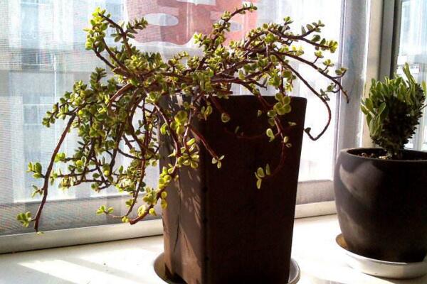 雅樂之舞如何安全過冬，保溫措施是最基本的要求