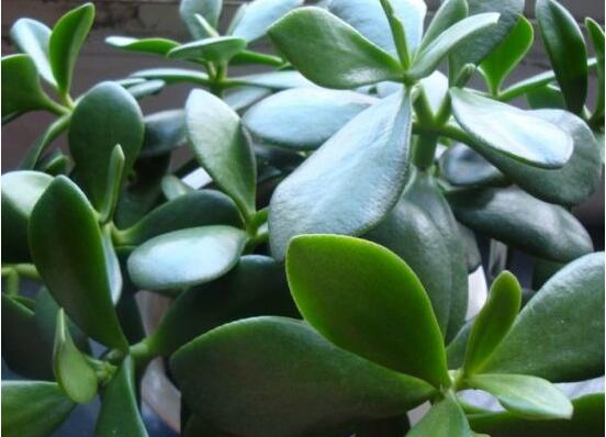 玉樹的風(fēng)水作用，不僅除邪聚財氣還可以逢兇化吉