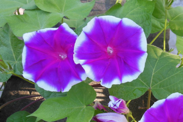 牽?；ㄊ窃趺赐吓赖? src="/nongchan/d/file/20201223/hfhjtqxxmvx.jpg" / data-0n9W="FzA77U"></p>
<p data-FJNQ="Fbf3vX">
	牽牛花往上爬是因?yàn)樗且环N藤蔓植物，它有趨光性，而且它的莖干可以長(zhǎng)得很長(zhǎng)，如果它的周圍有供它攀爬支架，那么它就會(huì)繞著支架向上爬，這是植物的一種生理特性，如果沒(méi)有支架的話，它就不能向上爬。</p>
<p data-3ERM="QC1bVP">
	<strong data-1QFF="1dvJOi">2、植株特征</strong></p>
<p data-nriQ="ukyUE2">
	<img alt=