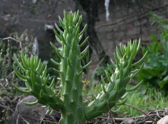 仙人掌變黃的原因是什么，四種原因以及解決方法