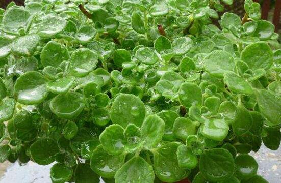 碰碰香長的太長怎么辦，及時修剪頭部/不斷進行扦插繁殖