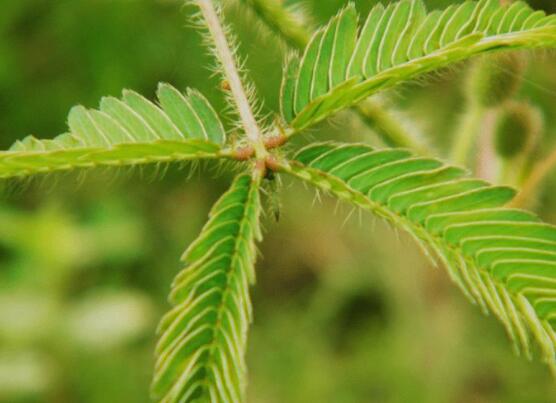 含羞草為什么會閉合，講述最科學的合理解釋(葉枕水分感應)