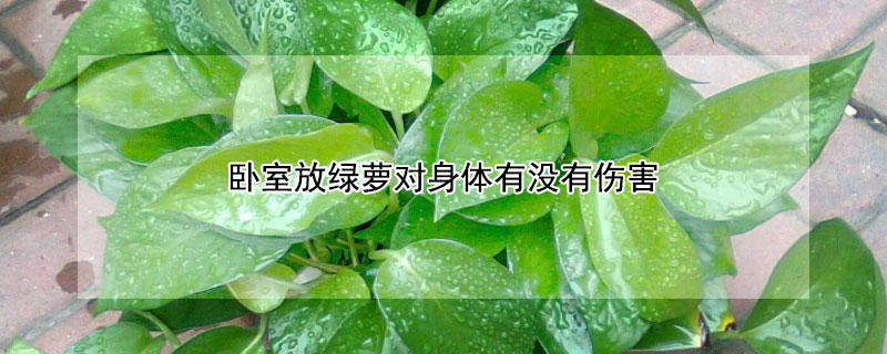 臥室放綠蘿對(duì)身體有沒有傷害