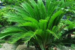 鐵樹哪些人不宜養(yǎng)，沒有不能養(yǎng)鐵樹的人