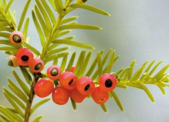 紅豆杉泡水喝的功效，防癌抗癌、增強免疫力、消炎抑菌