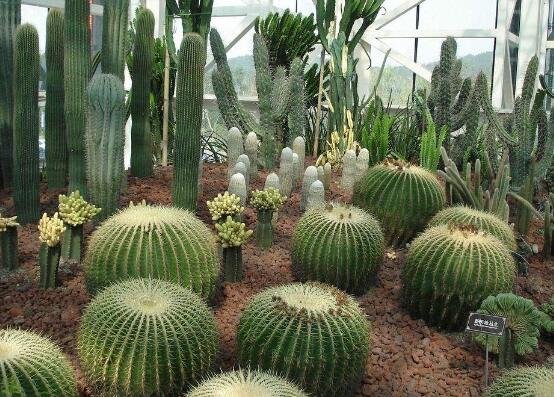 仙人掌喜歡陽(yáng)光嗎，長(zhǎng)日曬生長(zhǎng)更健康