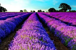 薰衣草有哪些品種，薰衣草品種圖片大全