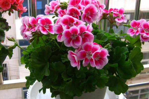 天竺葵葉子邊緣發(fā)黃解決方法