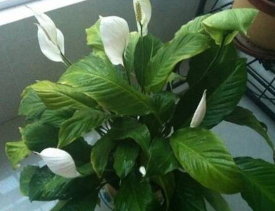 一帆風(fēng)順葉子下垂，四種原因以及解決辦法