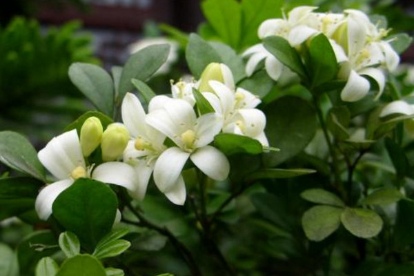 九里香如何長(zhǎng)粗，通過(guò)光照、溫度、施肥、修剪4步進(jìn)行