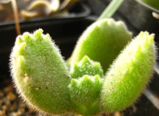 熊童子怎么養(yǎng)才能飽滿，老農(nóng)總結(jié)五個(gè)重要養(yǎng)護(hù)措施