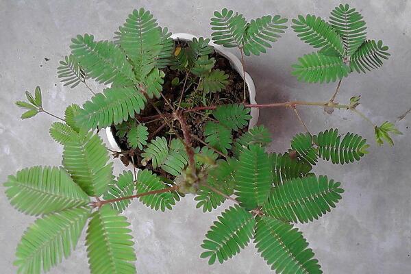 含羞草有毒嗎有什么毒，經(jīng)常接觸會(huì)導(dǎo)致脫發(fā)