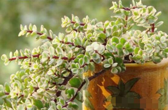 多肉植物雅樂(lè)之舞怎么養(yǎng)，注意五個(gè)要點(diǎn)一年四季常青