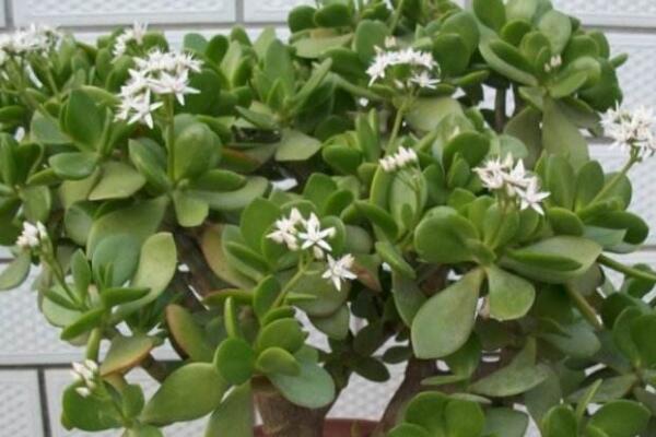 玉樹(shù)的養(yǎng)殖方法和病蟲(chóng)害防治，詳細(xì)介紹四步養(yǎng)護(hù)三種病害