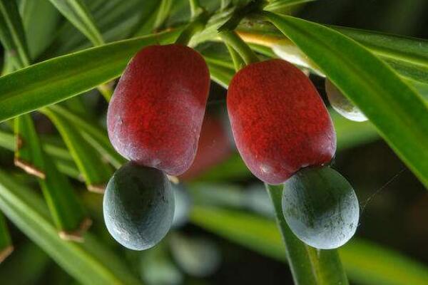 羅漢松的果實(shí)能吃嗎，果實(shí)只能吃一部分