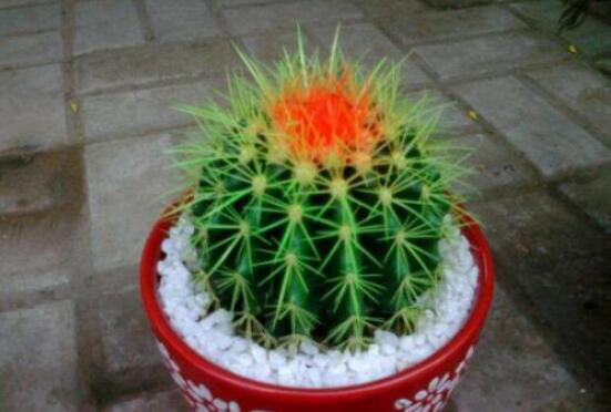 仙人球防輻射嗎，不能/只能防太陽紫外線(光學(xué)輻射)