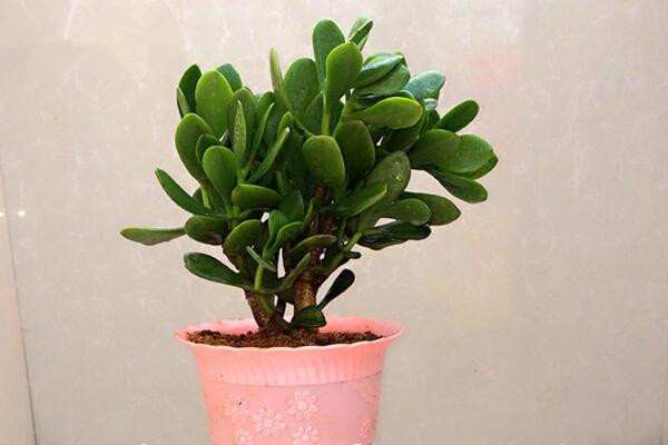 玉樹幾天澆水一次，生長季節(jié)2~3天澆水一次