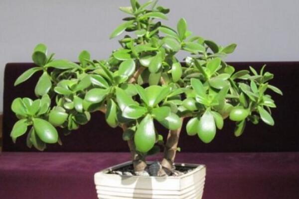 燕子掌移栽要澆水嗎，根據(jù)土壤的干濕度判斷是否要澆水