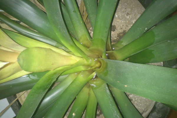 鴻運(yùn)當(dāng)頭又叫什么花