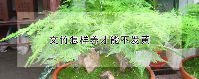 文竹怎樣養(yǎng)才能不發(fā)黃