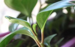 紫葉碧玉怎么養(yǎng)，土壤的選擇很關(guān)鍵