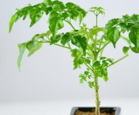 幸福樹葉子一碰就掉，教你四種原因以及解決方法