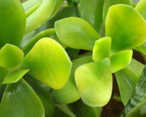 怎么讓玉樹開花，做好這六個(gè)要點(diǎn)便可花開爆盆