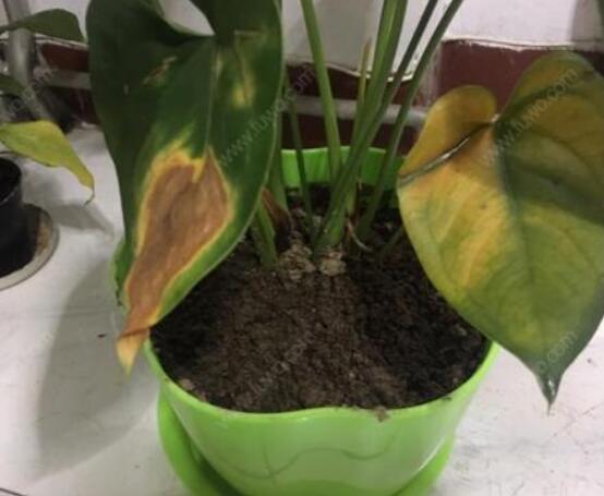 紅掌葉子發(fā)黃焦邊干枯是怎么回事，教你最直接有效三種解決措施