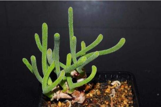 碧光環(huán)多肉怎么種，播種時間要選對