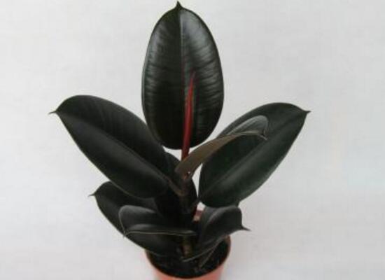 橡皮樹爛根什么原因，橡皮樹爛根怎么辦