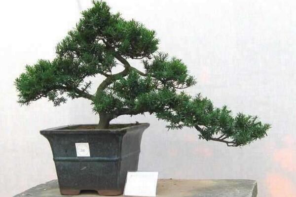 羅漢松盆景養(yǎng)殖方法，以下5點最為關(guān)鍵