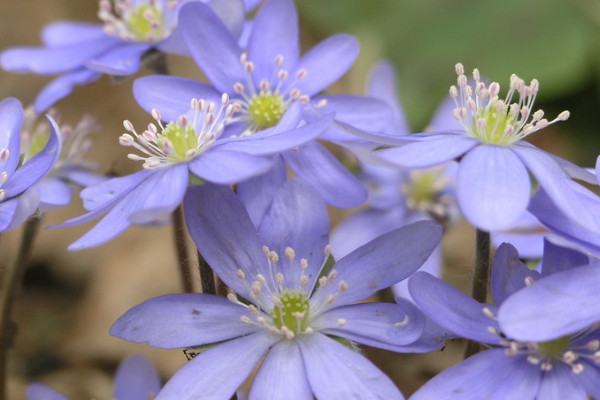 紫羅蘭葉子卷了怎么回事