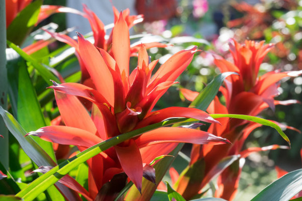 鴻運(yùn)當(dāng)頭花喜陰還是喜陽(yáng)