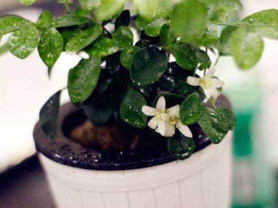 九里香的養(yǎng)殖方法水培，教你四個(gè)步驟水培爆盆