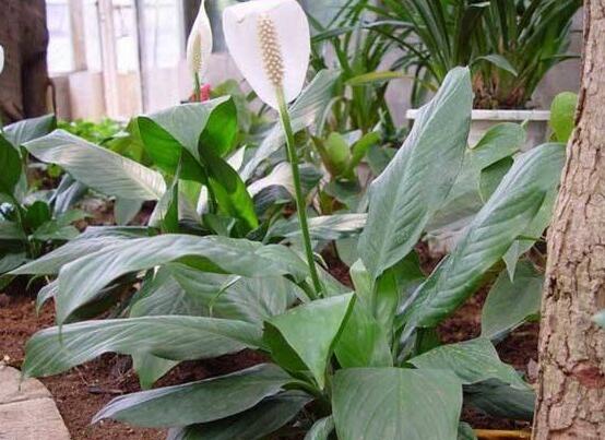 一帆風(fēng)順土培改水培，做好這六大要點(diǎn)即可快速水培生根