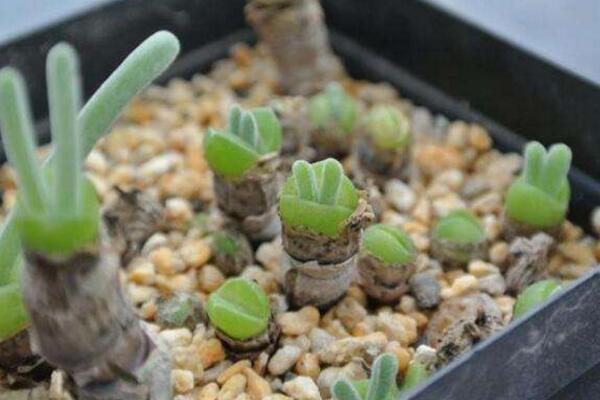 碧光環(huán)播種多久能長(zhǎng)大，種后一星期發(fā)芽四個(gè)月長(zhǎng)大