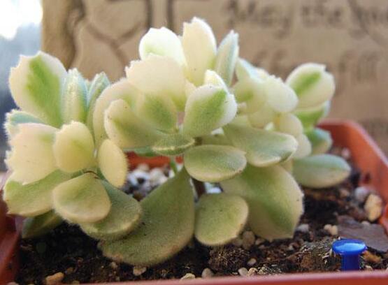 熊童子開花要施肥嗎，施以磷鉀肥為主/35度以上停止施肥