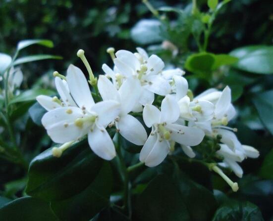 九里香的花語，代表著愛情的俘虜(美好與神圣)