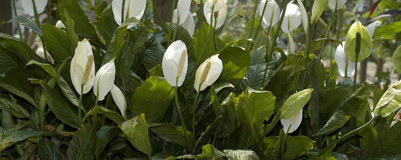 一帆風(fēng)順的花變綠是怎么回事