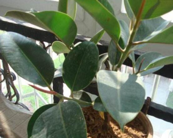 橡皮樹的扦插方法，做好四大步驟成活率百分百