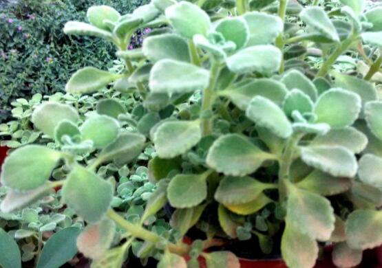 碰碰香木質(zhì)化怎么辦，只需要立馬重新進(jìn)行扦插繁殖