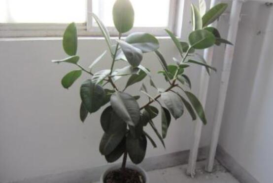 橡皮樹掉葉子還會長嗎，只要不死就會繼續(xù)生長(做好養(yǎng)護管理)