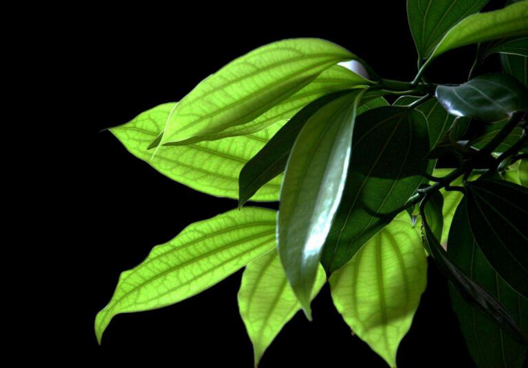 為什么平安樹葉子下垂，澆水過(guò)量和酸堿度不平衡造成的