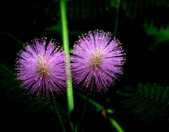 常碰含羞草有毒嗎，導(dǎo)致頭發(fā)眉毛發(fā)黃脫落(最好避免)