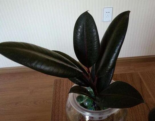 黑金剛和橡皮樹的區(qū)別，其實(shí)就就是橡皮樹的一種