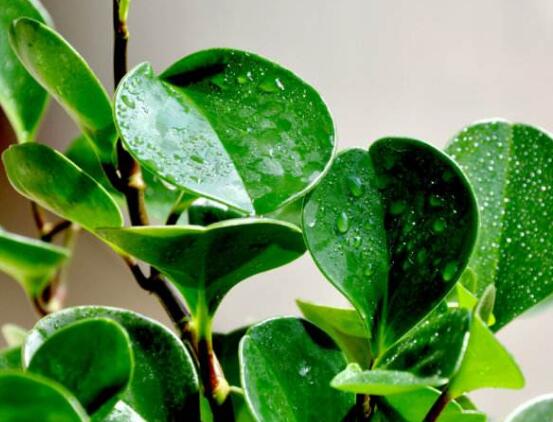 小碧玉怎么養(yǎng)，教你七種簡單易學基本方法