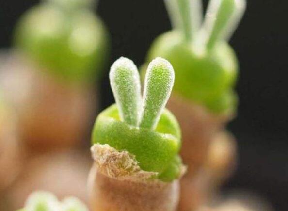 碧光環(huán)多肉怎么種，播種時間要選對