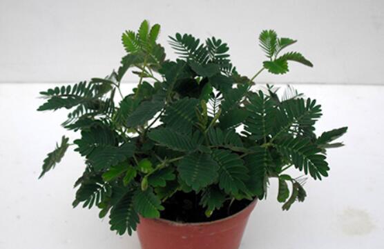 含羞草怎么養(yǎng)殖，老農(nóng)總結(jié)最實用五個養(yǎng)殖要點