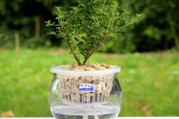 六月雪放水里會生根嗎，可以生根但需要更加細心的養(yǎng)護